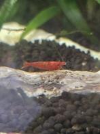 Garnalen te koop, Kreeft, Krab of Garnaal