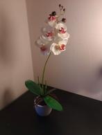 Orchidee in pot, Ophalen of Verzenden, Zo goed als nieuw