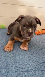 Laatste American Bully pocket puppy, Dieren en Toebehoren, België, Particulier, Rabiës (hondsdolheid), Overige rassen