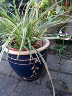 bloempot met plant Carex bont kleurig maat pot 25., Ophalen of Verzenden, Siergrassen