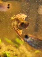 guppy's, Dieren en Toebehoren, Vissen | Aquariumvissen, Vis, Zoetwatervis, Schoolvis