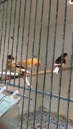 8 harlekijn kanaries, Meerdere dieren, Kleurkanarie