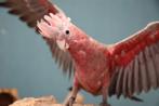 Rosee Kaketoe | Jong en speels | getest, Meerdere dieren, Papegaai, Pratend