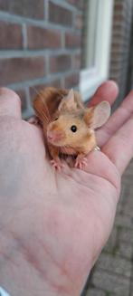 Mooie kleurmuis man, Dieren en Toebehoren, Mannelijk, Muis, Na 1 juli 2024