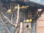 15 kanaries bont en geel, Dieren en Toebehoren, Meerdere dieren, Kleurkanarie