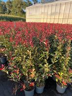 Photinia fraseri Carre Rouge - Glansmispel, Ophalen, Overige soorten, Struik, Minder dan 100 cm