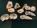 Verzameling super mooie schelpen schelp, Schelp(en), Ophalen of Verzenden