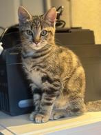 Gouden mandjes gezocht voor 2 prachtige cyperse kittens, Meerdere dieren, Ontwormd, 0 tot 2 jaar