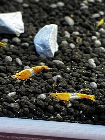 Orange Rili Neocaridina Siergarnaal beschikbaar voor biedingen