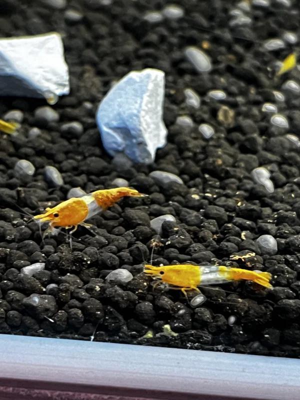 Orange Rili Neocaridina Siergarnaal, Dieren en Toebehoren, Vissen | Aquariumvissen, Kreeft, Krab of Garnaal