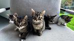 KITTENS TE KOOP!, Dieren en Toebehoren, Katten en Kittens | Raskatten | Korthaar, Meerdere dieren