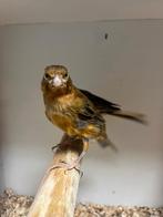 Jonge rood agaat kanaries, Dieren en Toebehoren, Vogels | Kanaries, Meerdere dieren, Kleurkanarie