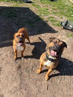 Boxer  kruising bully xl ze mogen bijna het nestje verlaten!, België, Particulier, 8 tot 15 weken, Meerdere