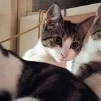 Bengaal, Dieren en Toebehoren, Katten en Kittens | Raskatten | Korthaar, Geslacht onbekend, Ontwormd, 0 tot 2 jaar