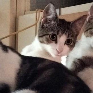 Bengaal  beschikbaar voor biedingen