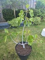 Vijgenboom, Ophalen, 100 tot 250 cm, Vijgenboom