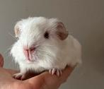 Cavia beertje wit, rode oogjes Rex vacht dragend, Cavia, Augustus, Mannelijk, Tam