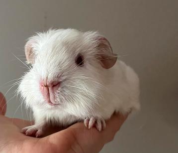 Cavia beertje wit, rode oogjes Rex vacht dragend beschikbaar voor biedingen