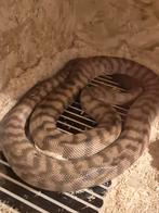 1.0 aspidites melanocephalus/colorchanger (zwartkoppython), Dieren en Toebehoren, Slang, 0 tot 2 jaar