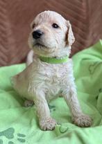 Goldendoodle/Labradoodle ook double doodle genoemd, Parvo, Nederland, Overige rassen, 8 tot 15 weken