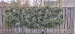 Perenboom, Volle zon, Leiboom, Ophalen of Verzenden, Lente