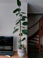 Ficus plant met pot, Ophalen, Ficus, Halfschaduw, Minder dan 100 cm
