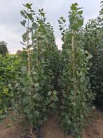 Populus nigra italica (zwarte populier), Tuin en Terras, Planten | Bomen, Bloeit niet, Overige soorten, 100 tot 250 cm, Ophalen