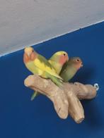 Mooie dwergpapegaai te koop, Dieren en Toebehoren, Vogels | Parkieten en Papegaaien, Meerdere dieren, Dwergpapegaai of Agapornis