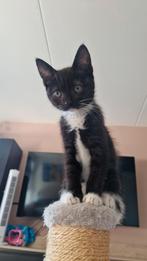Ragdoll x Europees korthaar kittens mogen bijna weg!, Dieren en Toebehoren, Katten en Kittens | Raskatten | Langhaar, Poes, Ontwormd