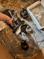 Kittens, zwart en “tijgerprint”, Meerdere dieren, 0 tot 2 jaar