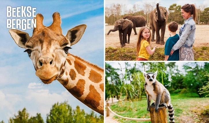 Tickets Safaripark Beekse Bergen geldig tm 28-02-2026, Tickets en Kaartjes, Recreatie | Dierentuinen, Drie personen of meer, Ticket of Toegangskaart
