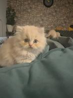 Britse kittens, Dieren en Toebehoren, Katten en Kittens | Overige Katten