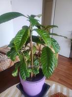 Hierbij verkoop ik mijn mispel bomen plant, Ophalen of Verzenden, Overige soorten, Minder dan 100 cm