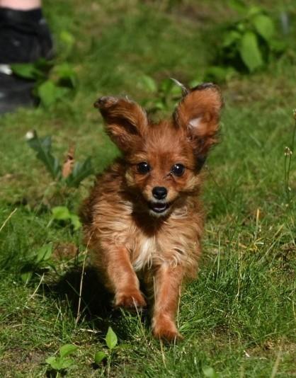 Zeer Bijzondere klein blijvende Boomer meiden, Dieren en Toebehoren, Honden | Chihuahua's en Gezelschapshonden, Teef, Overige rassen