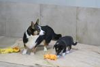 Welsh Corgi Cardigan kruising pup teefje, Nederland, CDV (hondenziekte), 8 tot 15 weken, Teef