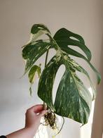 Goed gewortelde Monstera Variegata stek, Huis en Inrichting, Kamerplanten, Ophalen, Overige soorten, Halfschaduw, Minder dan 100 cm