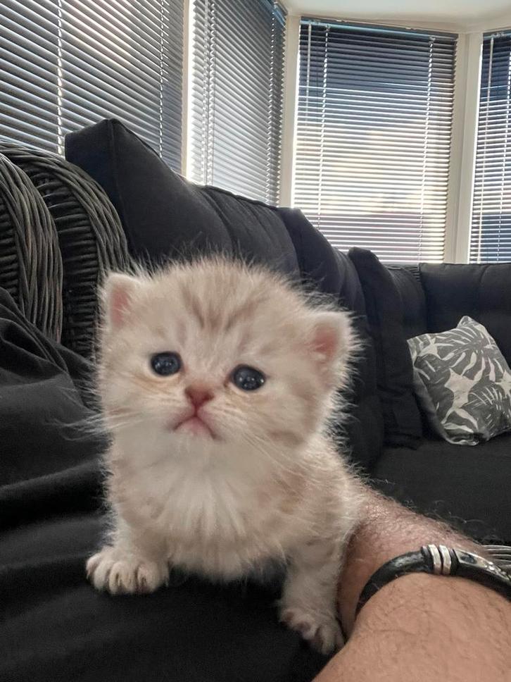 Britse korthaar kittens, Dieren en Toebehoren, Katten en Kittens | Raskatten | Korthaar, Kater, 0 tot 2 jaar