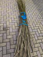 Plataan snoeihout - Gratis af te halen!, Ophalen of Verzenden