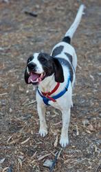 Olaf ca 2 jaar verblijft op Cyprus - SPOED, Dieren en Toebehoren, Honden | Niet-rashonden, 1 tot 2 jaar, Buitenland, Parvo, Eén hond