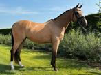 Alround sportpony (merrie) E-Pony, Dieren en Toebehoren, Gechipt, Dressuurpony, M, 11 jaar of ouder