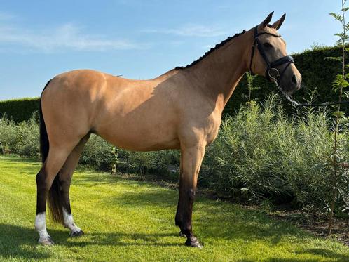 Alround sportpony (merrie) E-Pony, Dieren en Toebehoren, Pony's, Merrie, M, E pony (1.48m - 1.57m), Dressuurpony, 11 jaar of ouder