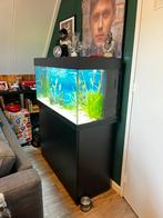 Juwel aquarium 240L (120cm), Gebruikt, Ophalen, Gevuld zoetwateraquarium