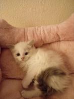 2 Ragdoll kittens te koop mag meteen verhuizen, Dieren en Toebehoren, Katten en Kittens | Raskatten | Langhaar, Meerdere dieren