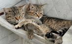 Lieve Britse korthaar katers, Kater, Gechipt, 0 tot 2 jaar