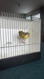 Yorkisher, Mannelijk