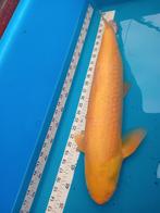 Albino graskarper  maat 55/60 cm, Dieren en Toebehoren, Karper of Koi