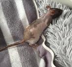 Fuzz naaktratten rittens vrouwen verschillende mooie kleuren, Vrouwelijk, Rat, Na 1 juli 2024, Tam