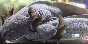 Axolotl Melanoid "Adult" beschikbaar voor biedingen