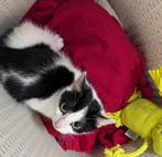 Mooie britse korthaar x kittens, Dieren en Toebehoren, Katten en Kittens | Overige Katten, Meerdere dieren, Kortharig, 0 tot 2 jaar