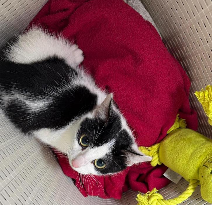 Mooie britse korthaar x kittens, Dieren en Toebehoren, Katten en Kittens | Overige Katten, Kortharig, Meerdere dieren, 0 tot 2 jaar